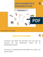 RUTAS PARA LA BIOTRANSFORMACION DE XENOBIOTICOS.pdf