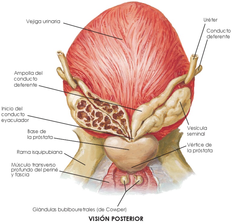 anatomía quirúrgica de la próstata pdf)