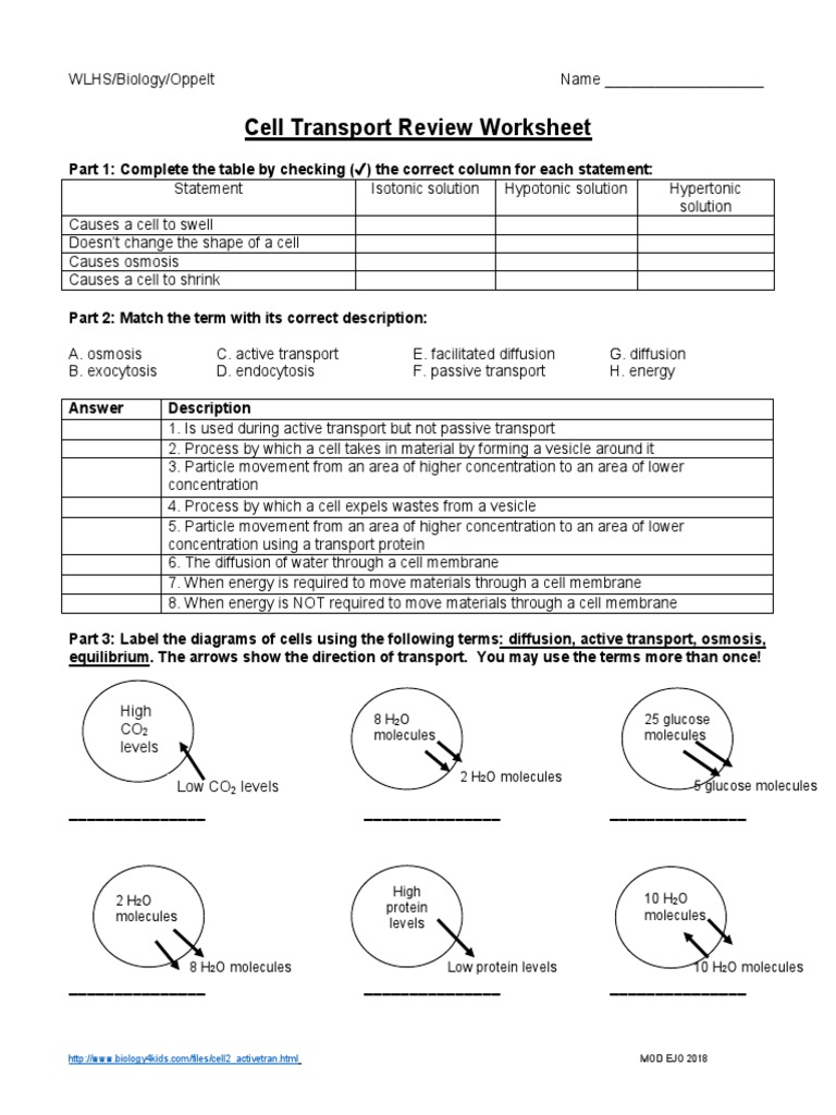 Handout - Cell Transport Review Worksheet  PDF  Osmosis  Biophysics For Transport In Cells Worksheet Answers