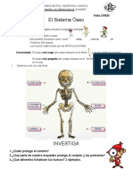 El Sistema Óseo