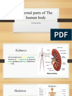 Internal Parts of The Human Body: Cristian Giraldo