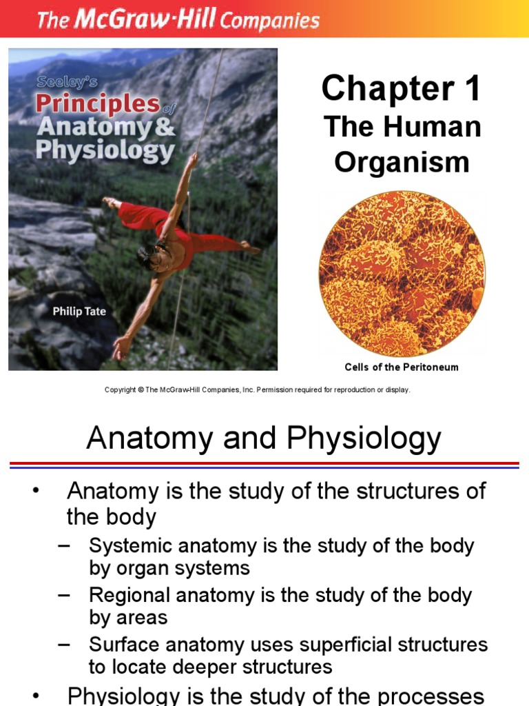 01 - The Human Organism | PDF | Anatomical Terms Of Location | Organ ...