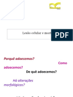 Lesão e morte celular: causas e mecanismos