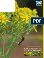 How To Prevent The: Spread of Ragwort