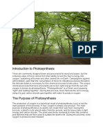 Photosynthesis: Trees' Vital Process