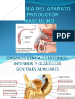 ANATOMIA DEL APARATO REPRODUCTOR MASCULIno