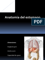 Anatomia Estomago