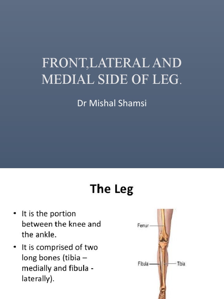 Anatomy of the Leg: Front, Lateral, Medial | PDF