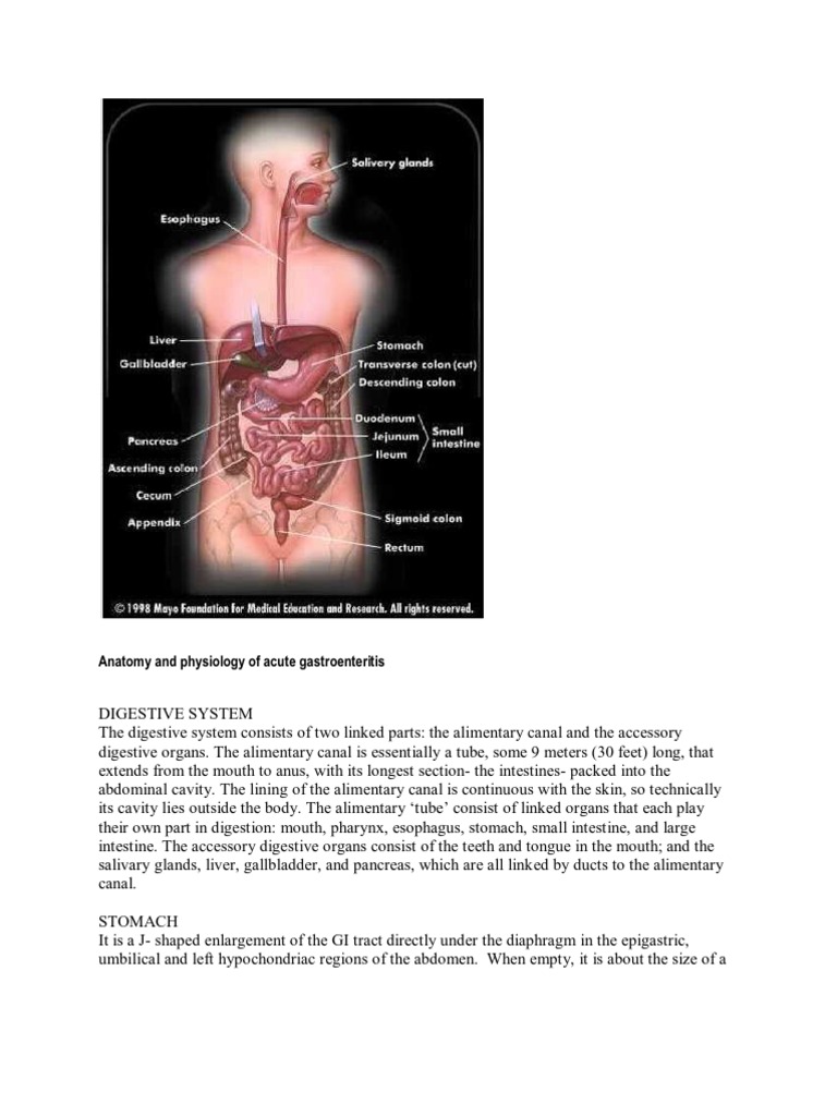 Anatomy and Physiology of Gastroenteritis | PDF | Stomach ...