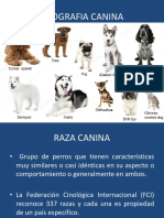 Etnografia Canina