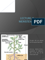 Lecture 4 Meristems