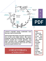 CNIDARIA ASEKSUAL DAN SEKSUAL