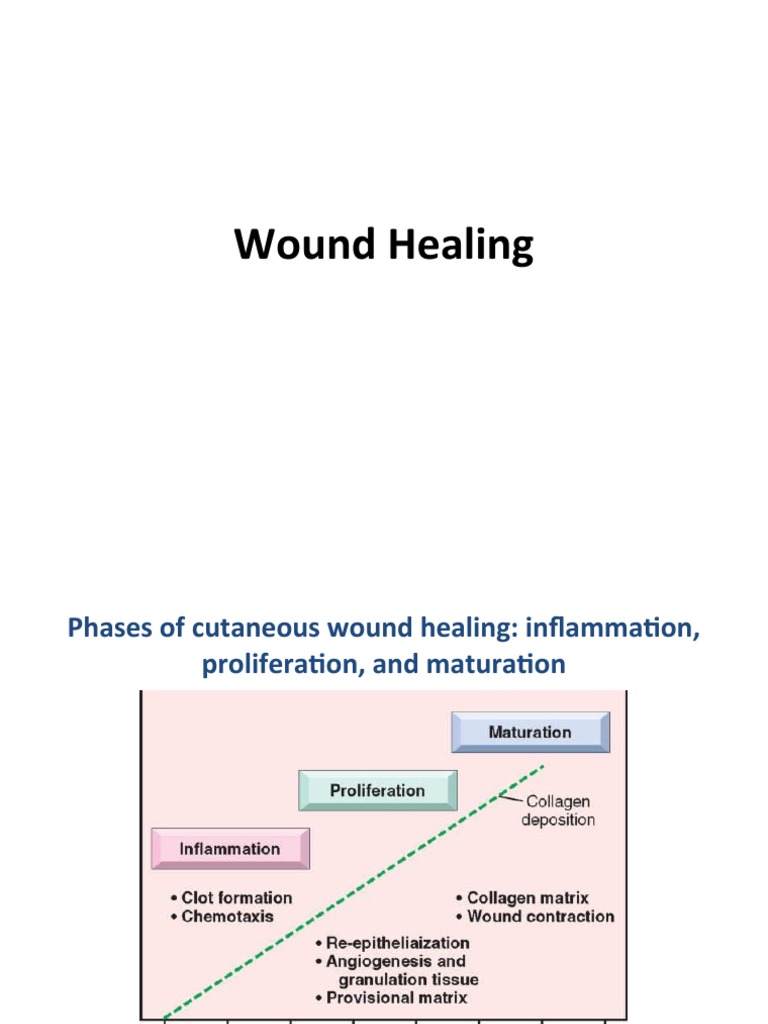 Wound Healing Pdf Wound Healing Extracellular Matrix