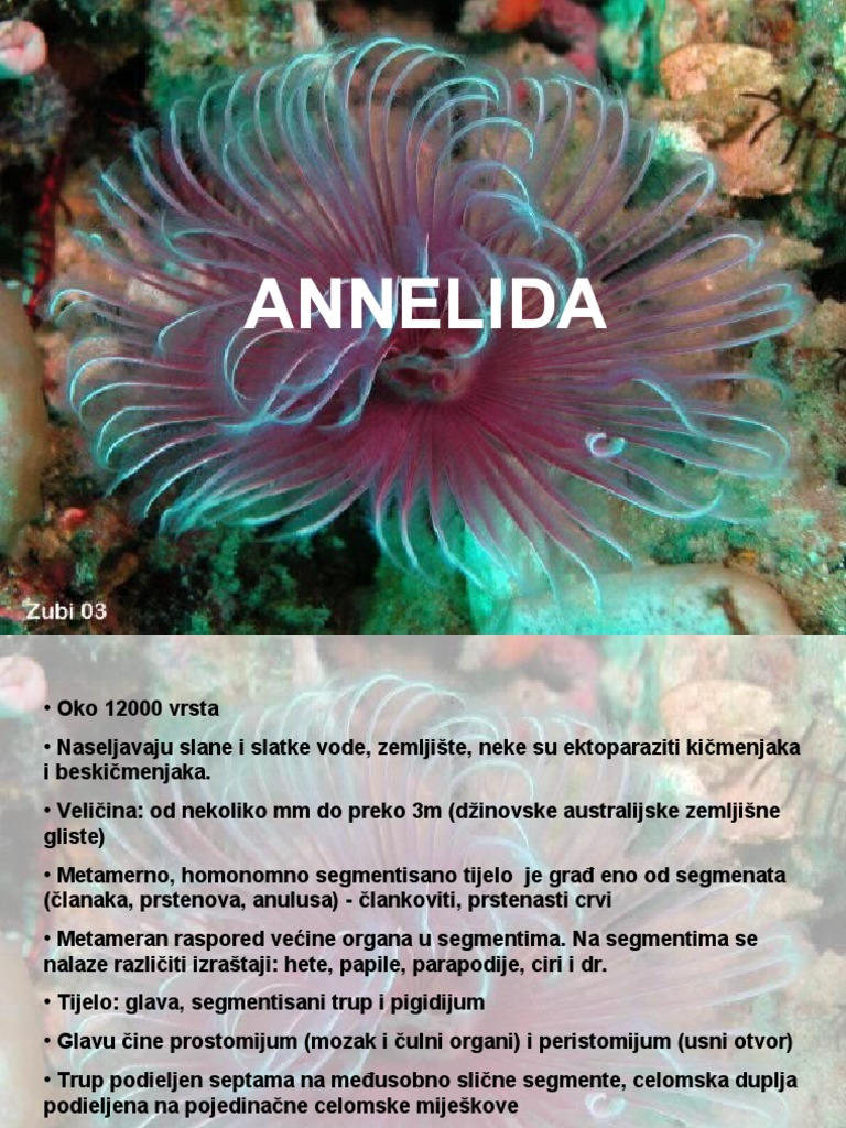 Clankovite Gliste | PDF | Protostomia | La nature