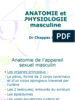 Anatomie Physiologie Mascul