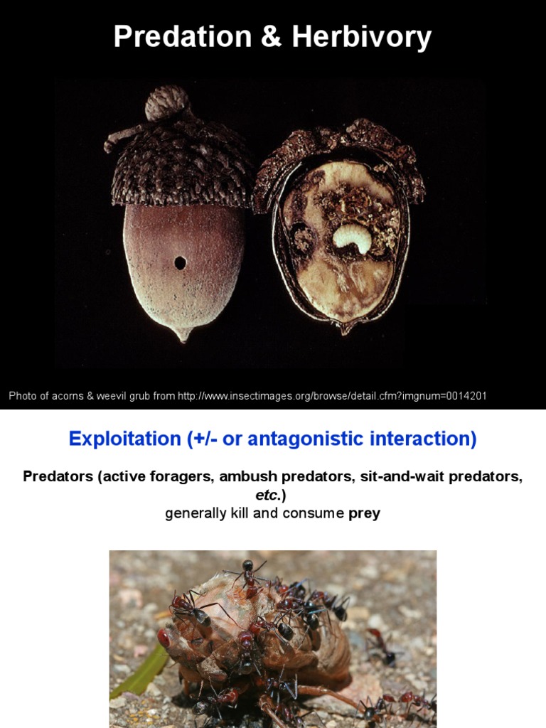 Lecture13 PredationAndHerbivory Fall 2015 | PDF | Predation | Parasitism