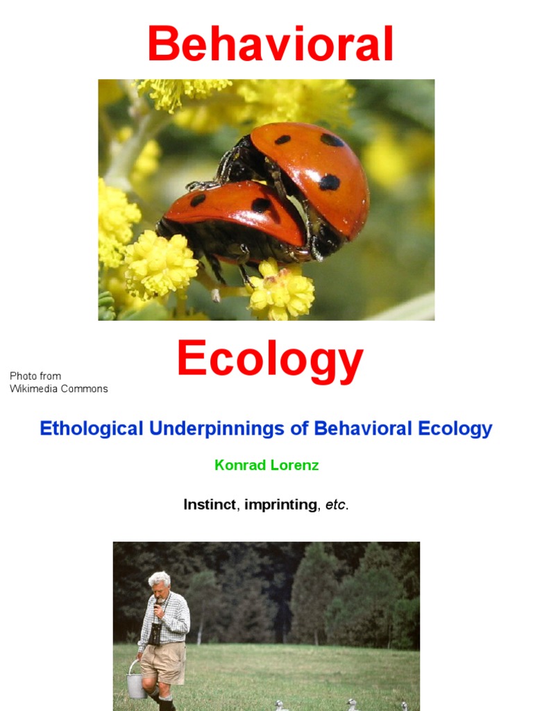 Ethological Insights in Behavioral Ecology | PDF | Ethology | Foraging