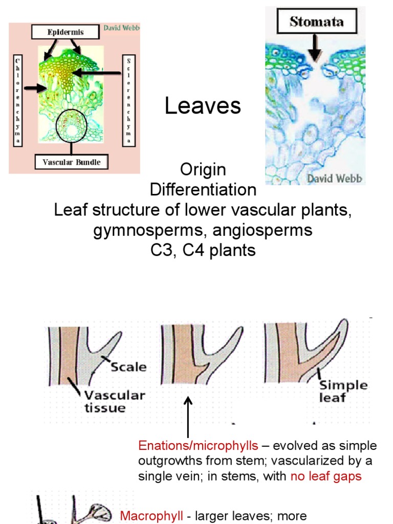 Microphylls and Enations in Botany | PDF | Leaf | Photochemistry