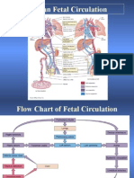 Human Fetal Circulation-Lymphatic System