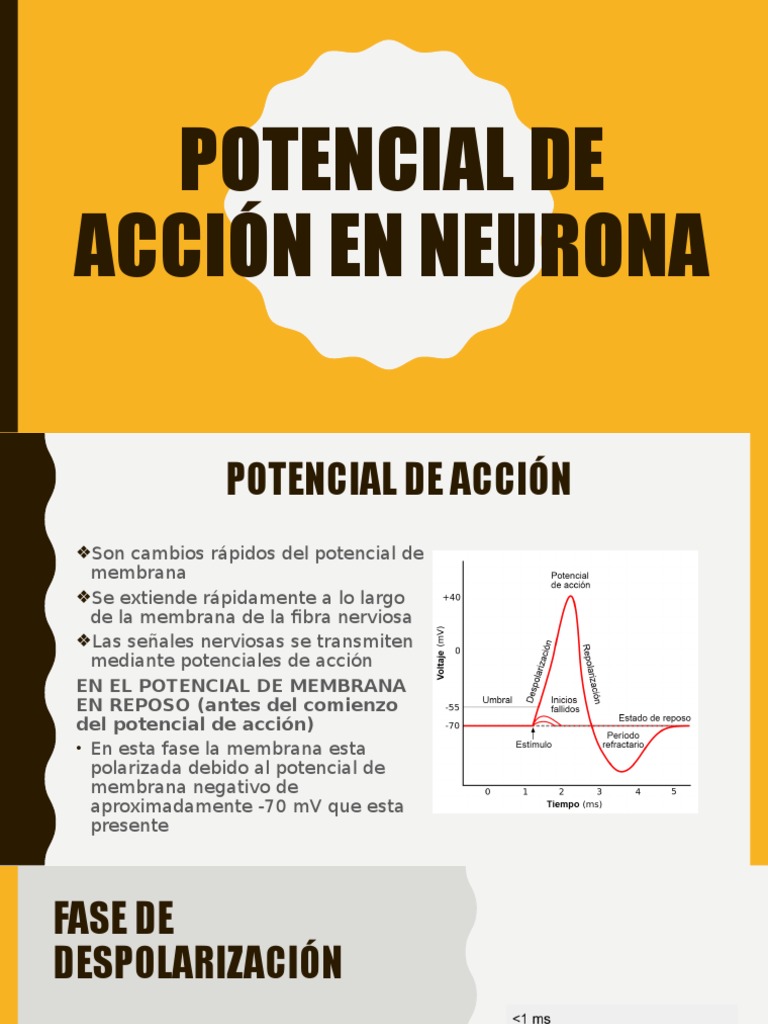 Potencial de Accion en Neurona | PDF | Potencial de acción | Potencial ...