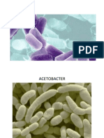 imagenes bacterias