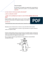 Laboratorio de Los Sistemas Perceptuales