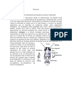 Resumen Características Morfológicas Del Aparato Bucal Típico Masticador.