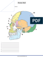 Human Skull: Label The Parts of The Diagram Below