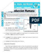 Reproducción humana: órganos y proceso