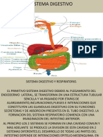 Sistema Digestivo y Respiratorio