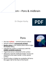 Brainstem Anatomy - Pons, Midbrain & Key Structures
