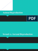 E. Animal Reproduction