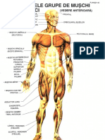 materiale auxiliare - anatomie 1