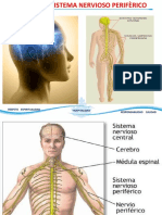 Sistema Nervioso Periferico