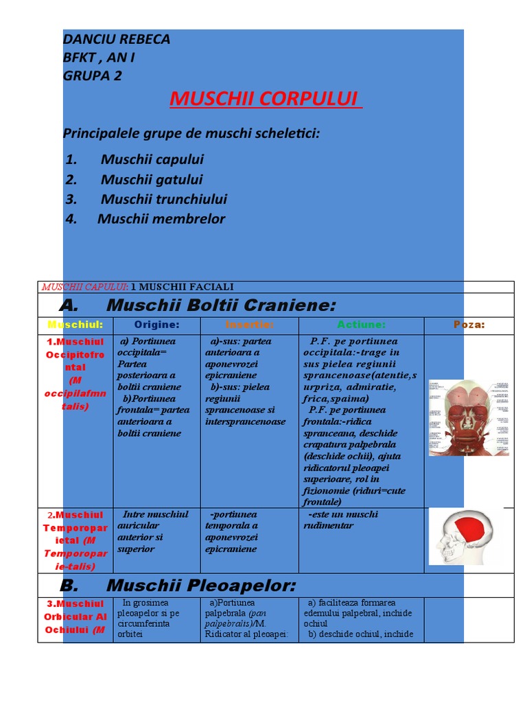 MUSCHII | PDF