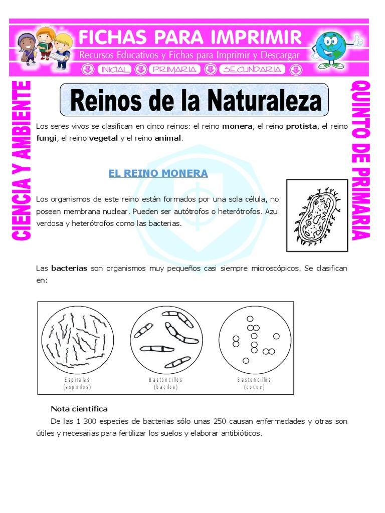 Ficha Reinos de La Naturaleza para Quinto de Primaria | PDF | Las bacterias  | Organismos