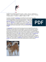 Anatomía y características generales de los perros