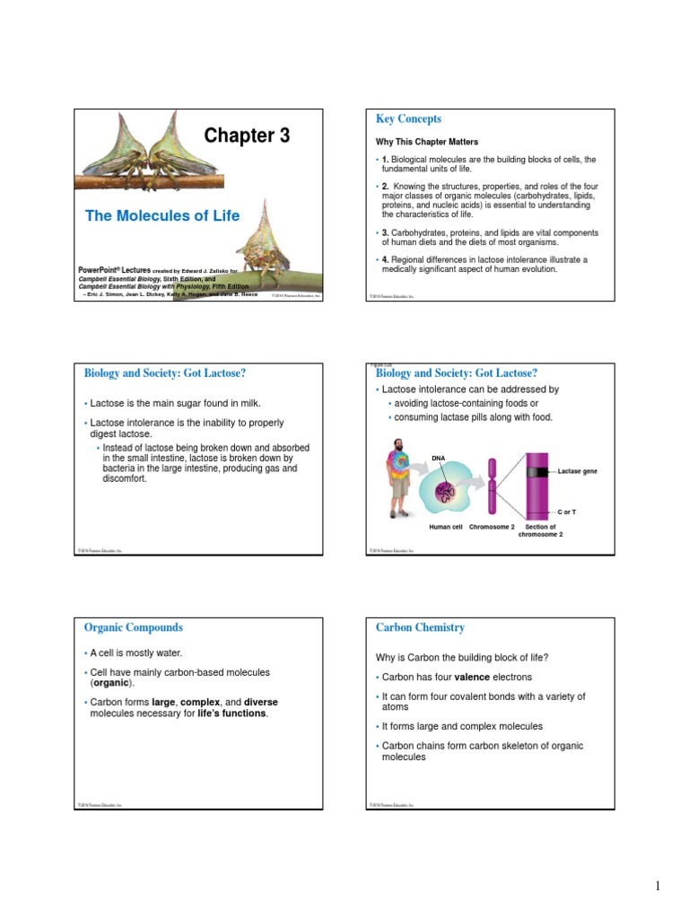 Chapter 3 The Molecules of Life | PDF | Fat | Polysaccharide