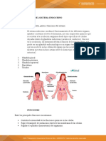 Actividad 10 Sistema Endocrino