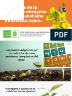 (AG) Seminario Fisiología Vegetal - Interacción de La Asimilación Metabólica de Nitrogeno y Azufre