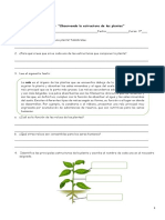 Guía 3º N°1 Estructuras de Las Plantas 1 PDF