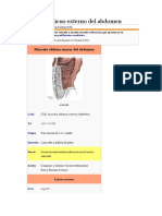 Músculo Oblicuo Externo Del Abdomen