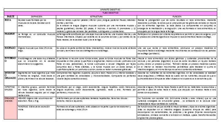 Esquema Aparato Digestivo Pdf Sistema Digestivo Humano Intestino