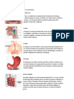 Partes del sistema digestivo y sus Funciones
