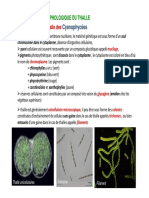 II. Organisation Morphologique Du Thalle