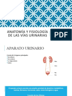 Anatomía y Fisiología de Las Vías Urinarias