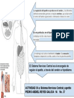 Esquema SNC y Apetito PDF