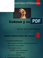 Cabeza y Cuello2020 2da partePDF PDF