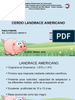 Diapositivas Landrace Cerdo
