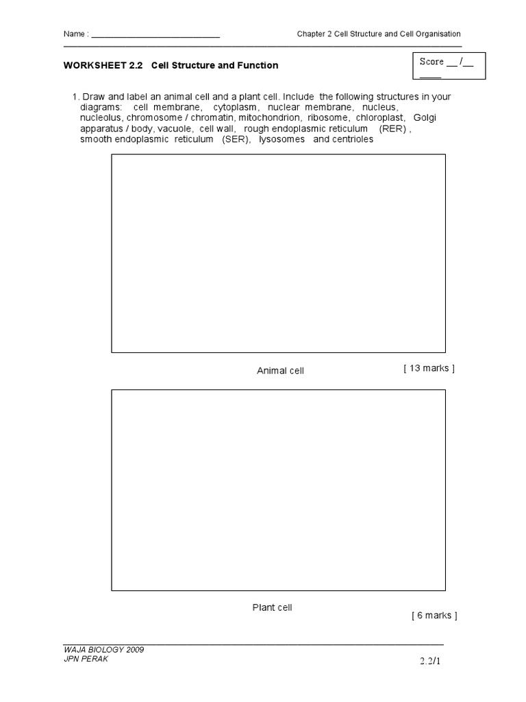 WORKSHEET 2.2 Cell Structure and Function | PDF | Cell (Biology ...